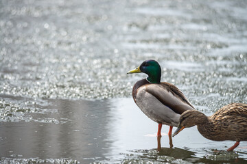 Nice wild young duck on winter lake hunting survive nature
