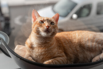 gato atigrado de color marrón acostado en una hamaca junto a la ventana, mira hacia arriba. Primer...