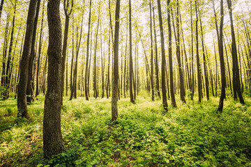 Fresh Spring Green Leaves Lush In Deciduous Forest. European Nature