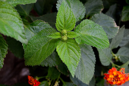 verde y naranja
