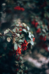 Red barberry berries ripened on green branches of the shrub. Harvest. Garden, gardening