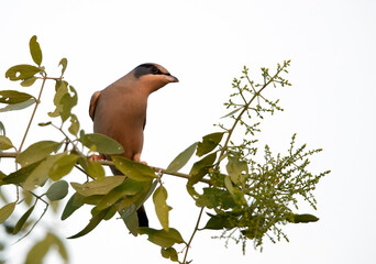 Grey Hypocolius perched on acacia tree,  Bahrain