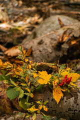 Autumn wreath of yellow leaves and red berries on the trunk of a fallen tree