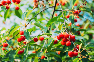 Red Ripe Berries Prunus subg. Cerasus on tree In Summer Vegetable Garden