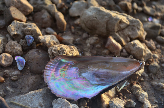 Almeja tornasol a la orilla del r&iacute;o al atardecer entre las rocas.