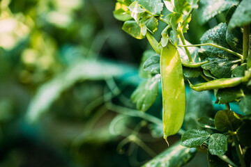 Fresh Vegetable Organic Green Beans Growing on branch of bush In Vegetable Garden