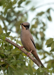 Grey Hypocolius perched on acacia tree in the morning hours, Bahrain