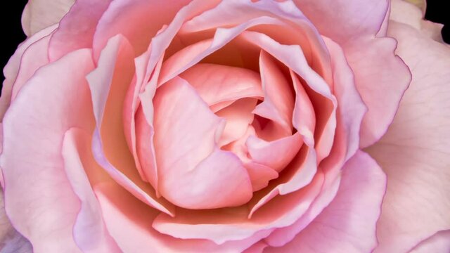 Beautiful Rose Flower background. Blooming rose flower open, time lapse, close-up. Wedding backdrop, Valentine's Day concept. Bouquet on black backdrop, closeup.