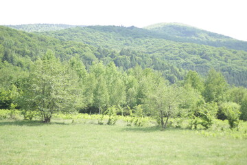 Landscape with trees