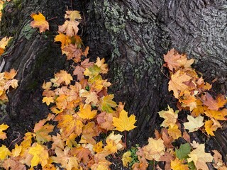 autumn leaves on the tree