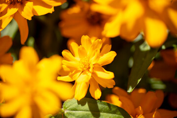 黄色のコスモス
