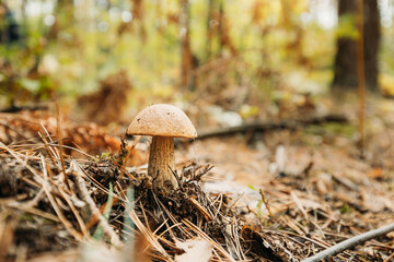 Boletus Edulis Growing Among Pine Needles In Autumn Forest