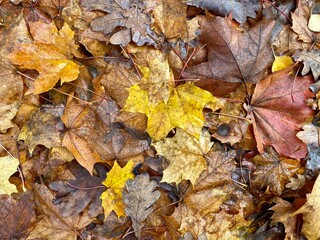 autumn leaves on the ground