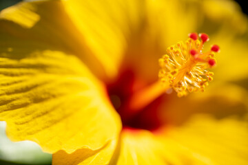 黄色いハイビスカス
