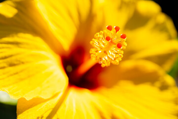 黄色いハイビスカス
