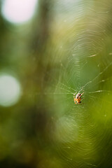 Large Spider Inside Woven Web In Forest