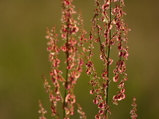 Common sorrel (Rumex acetosa) - close up of flowering purplish sorrel