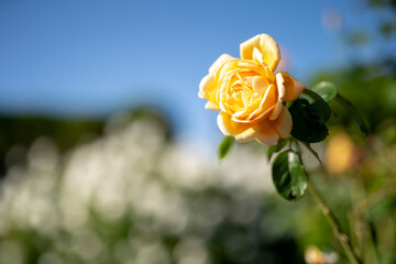 黄色のバラ
