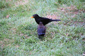 Blackbirds on the Grass