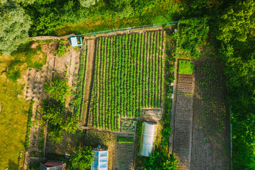 Aerial View Of Vegetable Garden In Small Town Or Village. Potato Plantation And Greenhouse At...
