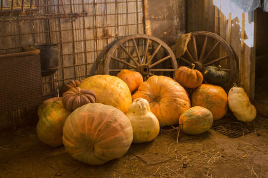 pumpkins selection and wagon wheels in a barn