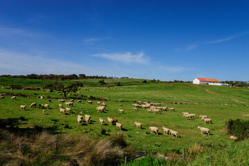reba&ntilde;o de ovejas,Evoramonte ( concejo de Estremoz), Alentejo, Portugal, europa