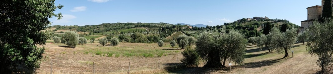 landscape in Tuscany in Italy with olive trees and dry grass fields