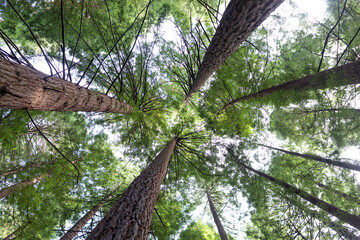 tall tree forest, camera view from below