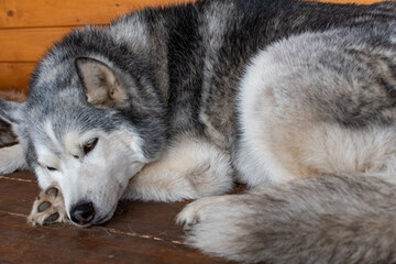 Siberian husky close up on wooden bench. 
