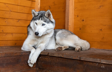 Siberian husky on wooden bench.