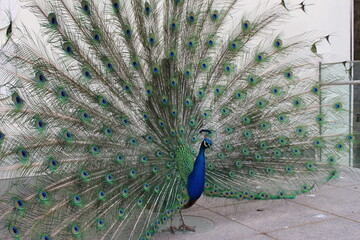 Pfau