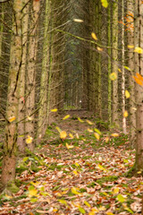 autumn in the forest