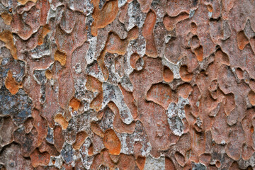 Tree trunk texture (Pradosia kuhlmannii)