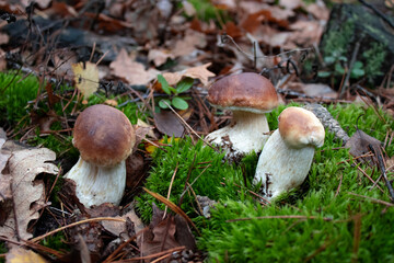 White mushrooms. Forest mushroom in green grass