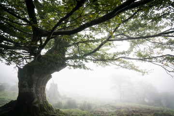 hayedo, fagus Sylvaticus, parque natural Gorbeia,Alava- Vizcaya, Euzkadi, Spain