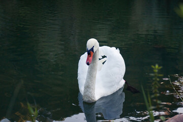 Swan on a Lake with copy space.