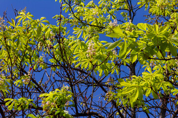 Chestnut blossom