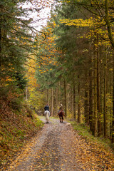 horses walk in the woods