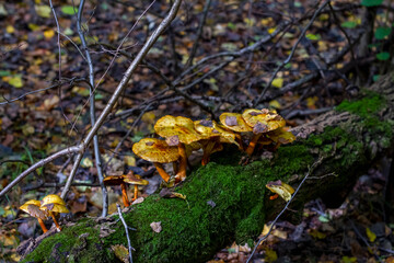mushrooms in the forest