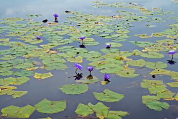 Lake with sacred blue lily flowers (Nymphaea caerulea) 
