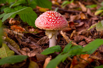 amanita muscaria fly agaric