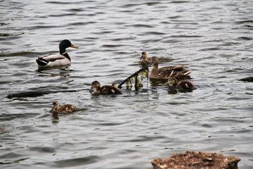 A close up of some Mallard Ducklings