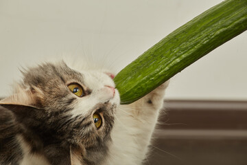 cat eats cucumber