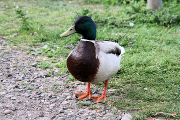 A close up of a Mallard Duck