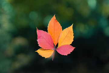 red-orange leaf against the background of green foliage
