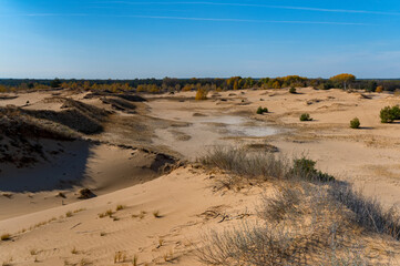 Yellow birch trees and green pine trees in semi-desert in autumn