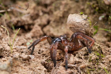Trapdoor spider (Nemesia sp.), Liguria, Italy