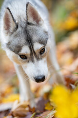 Beautiful closeup of a Husky dog in a forest