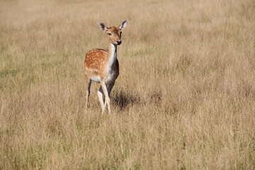 a young fallow deer cow, from the deer family (Cervidae), runs across a dry meadow outdoors