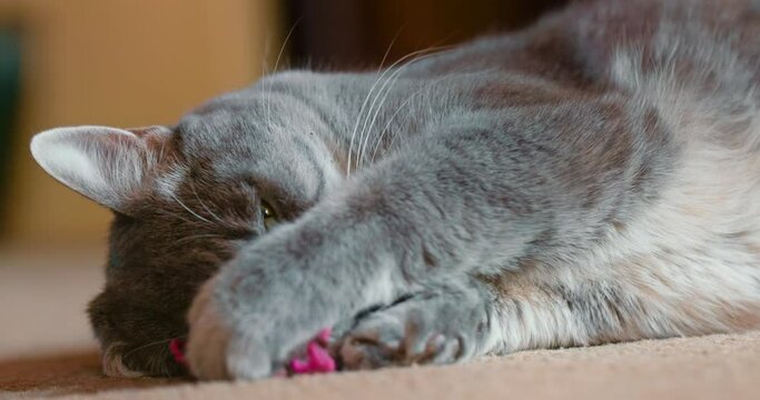 Lovely adult tabby cat grabs in his paws a toy and trying to scratch it in day light. Adorable, cute and funny grey cat is playing on the floor with toy. Slow Motion 4K fluffy pet is laying with mouse
